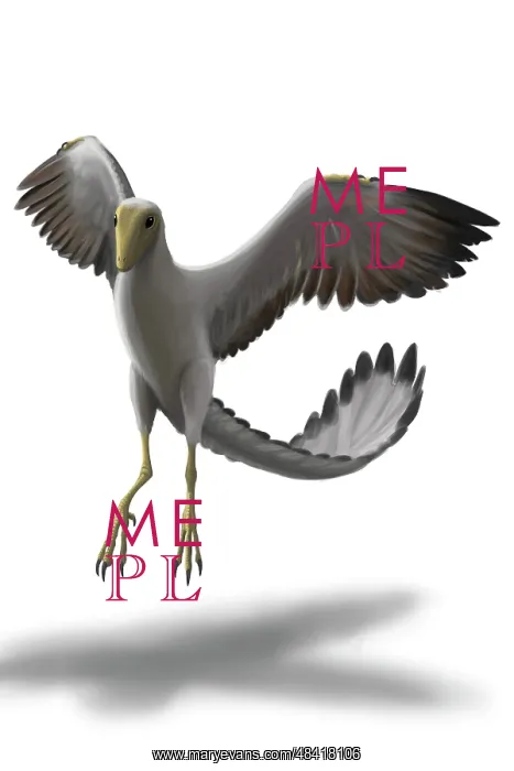 : Archaeopteryx with wings spread : Archaeopteryx with wings spread