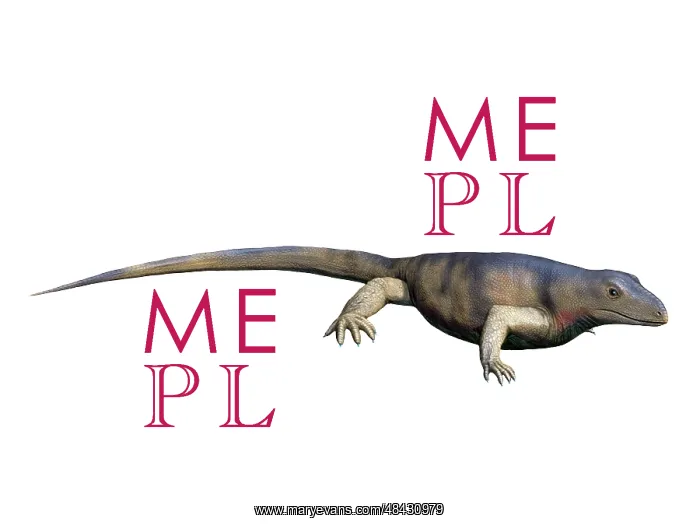 : Archaeothyris is a synapsid from the Late Carboniferous ? : Archaeothyris is a synapsid from the Late Carboniferous ?