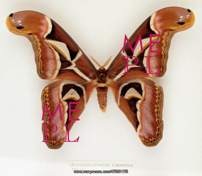 : Archaeroattacus edwardsii, Indian silk moth : Archaeroattacus edwardsii, Indian silk moth