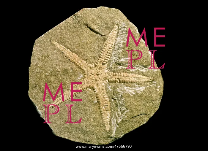 : Archastropecten cotteswoldiae, starfish : Archastropecten cotteswoldiae, starfish