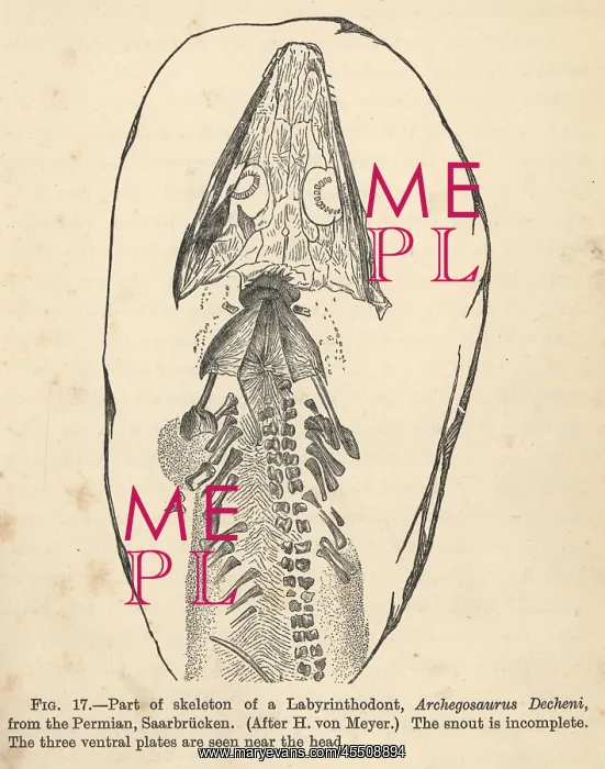 : Archegosaurus decheni skeleton : Archegosaurus decheni skeleton