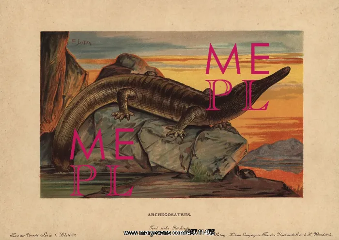 : Archegosaurus, extinct genus of temnospondyl : Archegosaurus, extinct genus of temnospondyl