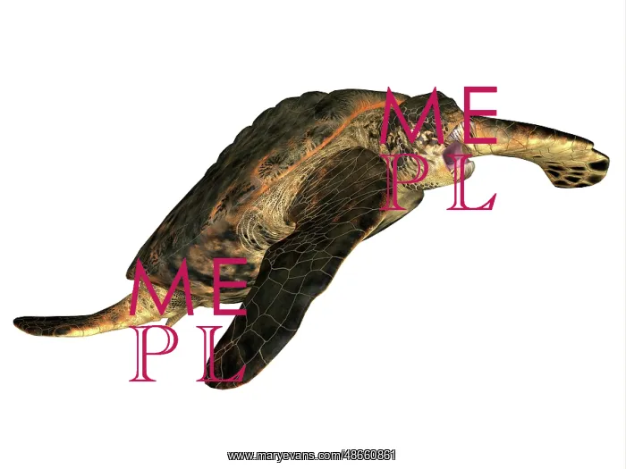 : Archelon prehistoric turtle : Archelon prehistoric turtle