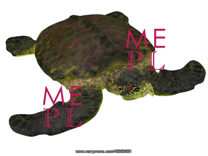 : Archelon sea turtle on white background : Archelon sea turtle on white background