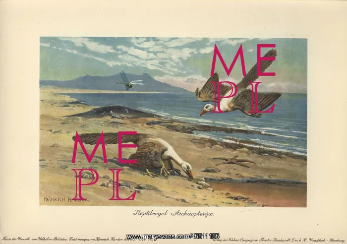 : Two Archeopteryx foraging on the shore : Two Archeopteryx foraging on the shore