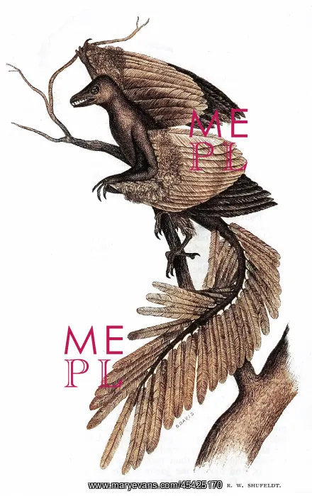 : ARCHEOPTERYX / RECONSTRUC : ARCHEOPTERYX / RECONSTRUC