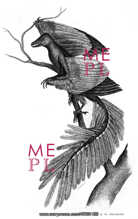 : ARCHEOPTERYX / RECONSTRUC : ARCHEOPTERYX / RECONSTRUC