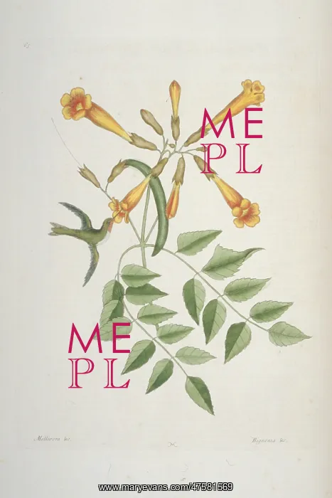 : Archilochus colubris, ruby-throated hummingbird : Archilochus colubris, ruby-throated hummingbird