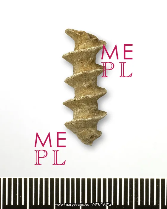 : Archimedes swallovanus, bryozoan : Archimedes swallovanus, bryozoan