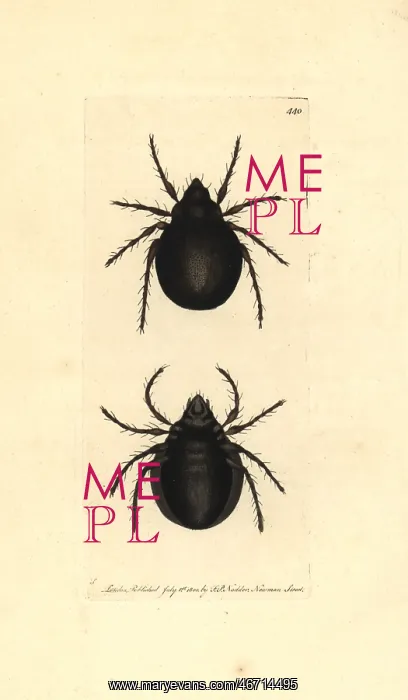 : Archipteria coleoptrata mite : Archipteria coleoptrata mite