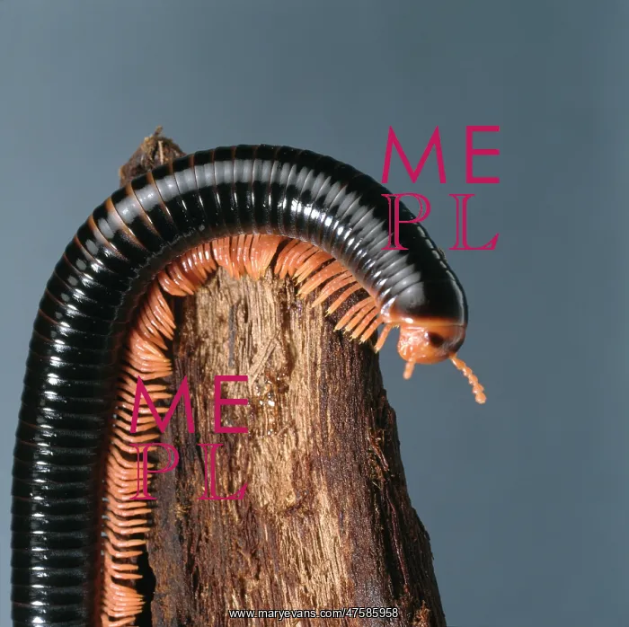: Archispirostreptus spp, giant millipede : Archispirostreptus spp, giant millipede