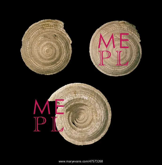 : Architectonica sp. sundial shell : Architectonica sp. sundial shell