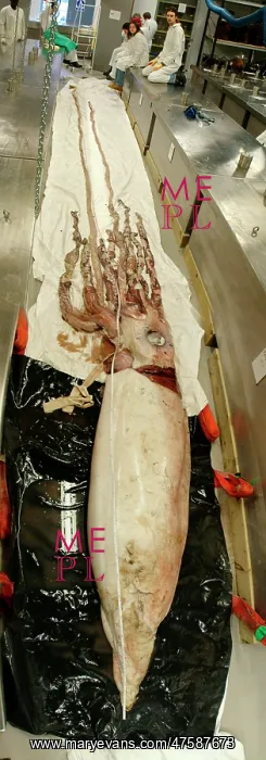 : Architeuthis dux Steenstrup, 1857, squid : Architeuthis dux Steenstrup, 1857, squid