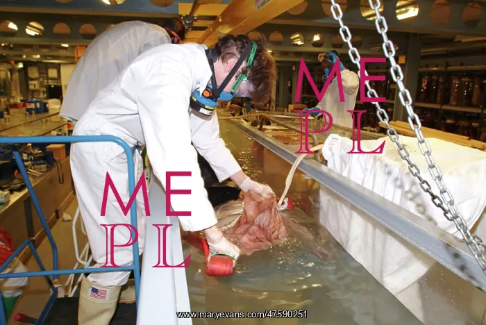 : Architeutis dux, giant squid : Architeutis dux, giant squid