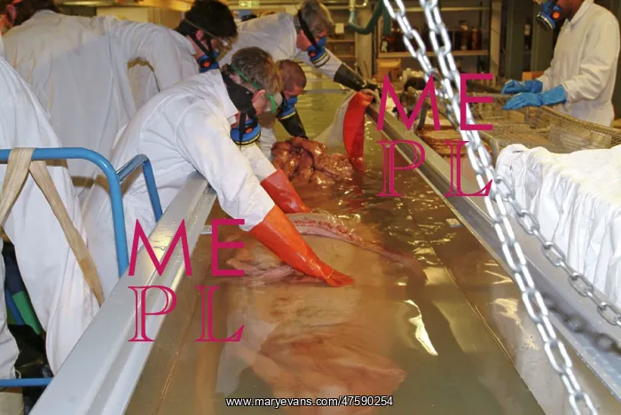 : Architeutis dux, giant squid : Architeutis dux, giant squid