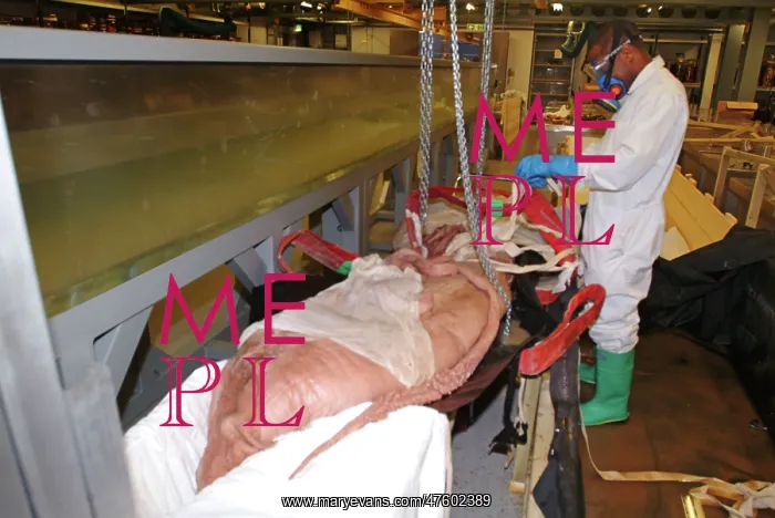 : Architeutis dux, giant squid : Architeutis dux, giant squid