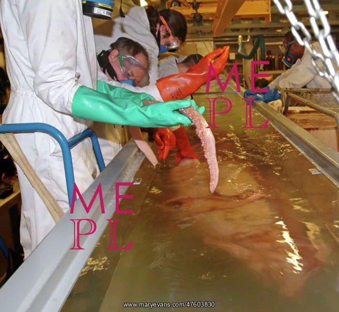 : Architeutis dux, giant squid : Architeutis dux, giant squid