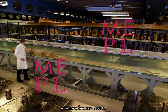 : Architeutis dux, giant squid : Architeutis dux, giant squid