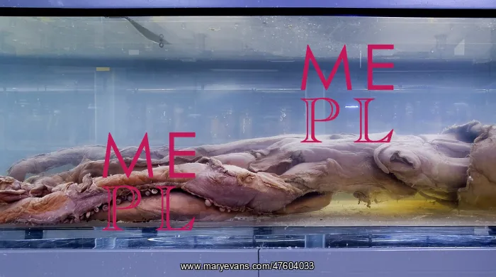 : Architeutis dux, giant squid : Architeutis dux, giant squid