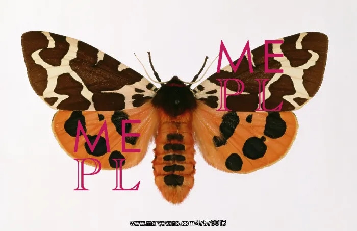 : Arctia caja, garden tiger moth : Arctia caja, garden tiger moth