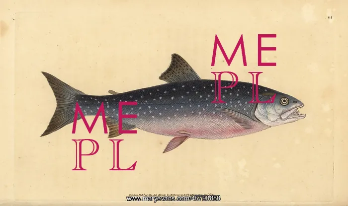  : Arctic char, Salvelinus alpinus alpinus