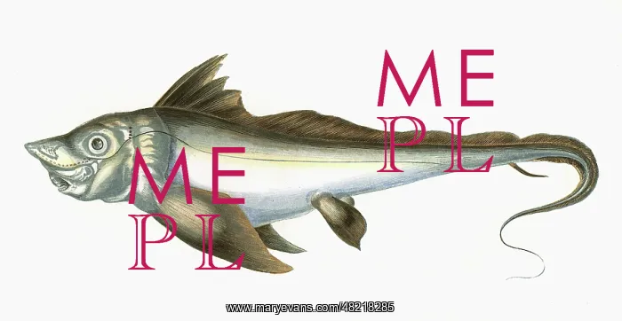 : Arctic Chimaera, or Rabbit Fish : Arctic Chimaera, or Rabbit Fish