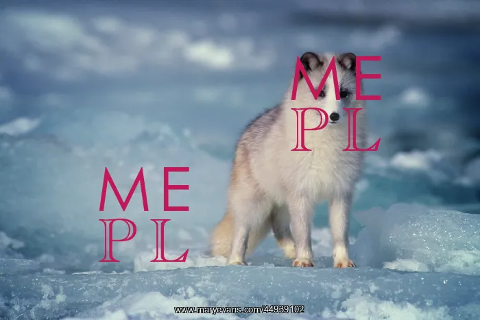 : Arctic Fox Alopex Lagopus in Winter Standing Curious : Arctic Fox Alopex Lagopus in Winter Standing Curious