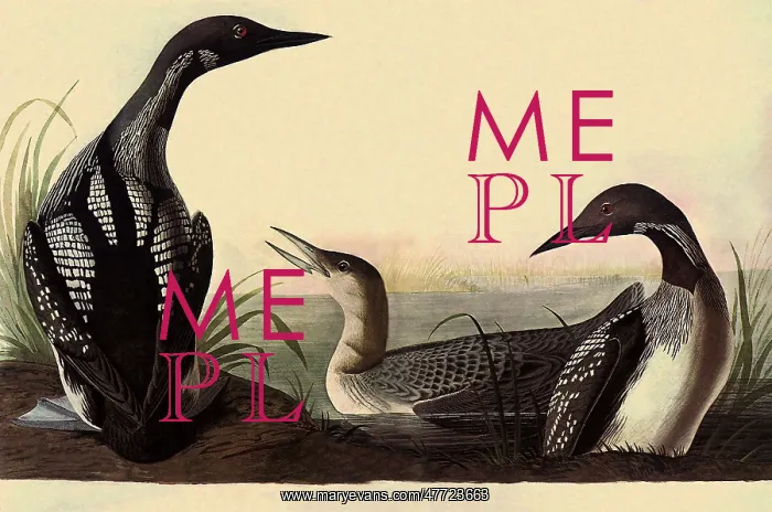  : Arctic Loon, Gavia arctica