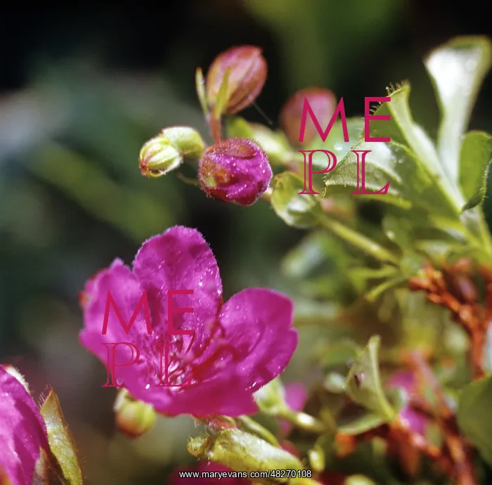 : Arctic raspberry flowering, 1976 : Arctic raspberry flowering, 1976