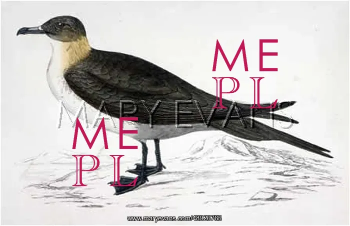 : ARCTIC RICHARDSONS SKUA : ARCTIC RICHARDSONS SKUA