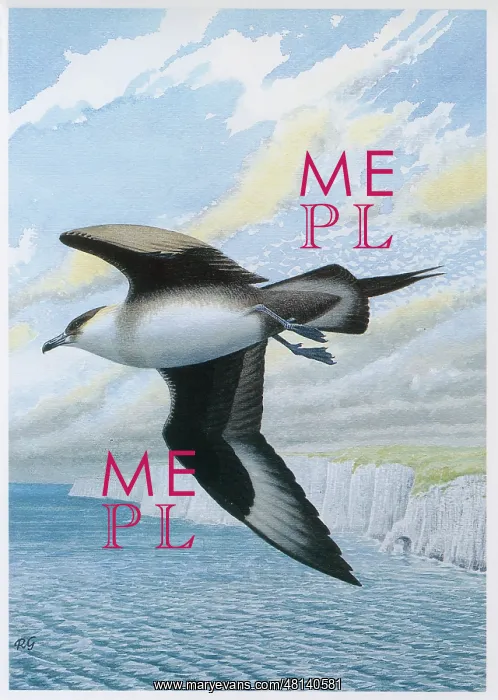  : Arctic Skua