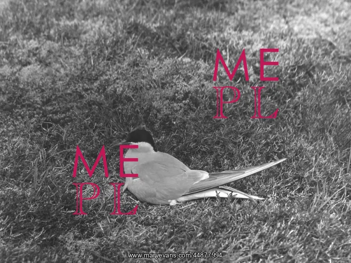  : ARCTIC TERN