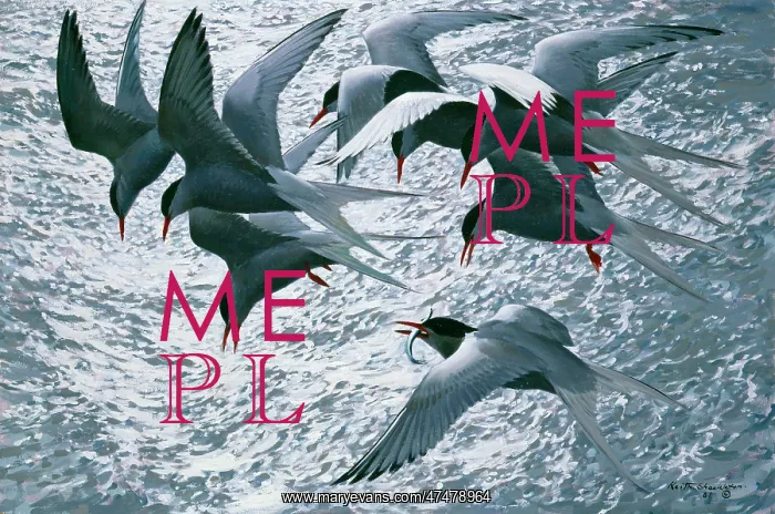 : Arctic Terns ' in flight over water : Arctic Terns ' in flight over water