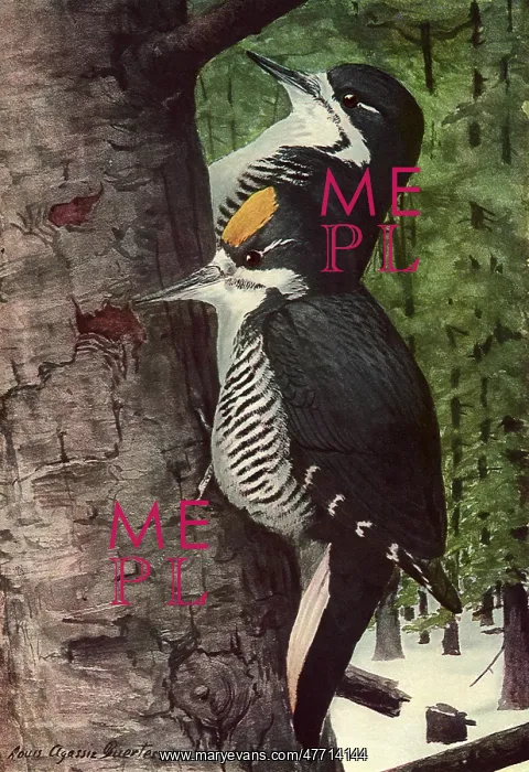  : Arctic Woodpeckers