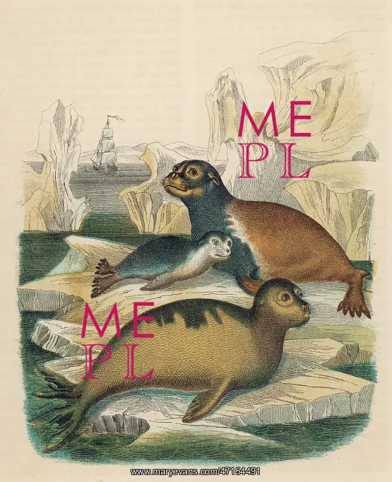  : Arctocephalus Lobatus -- Seals
