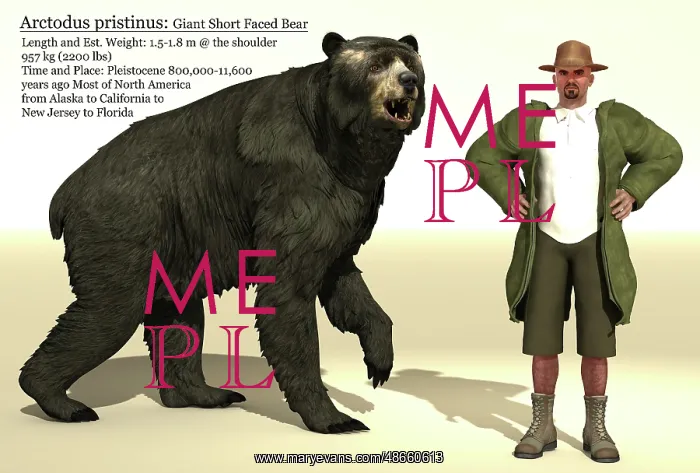 : Arctodus short-faced bear size reference chart : Arctodus short-faced bear size reference chart