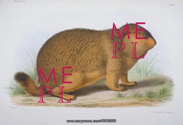: Arctomys robustus, marmot : Arctomys robustus, marmot