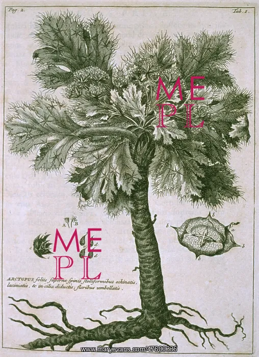 : Arctopus echinatus : Arctopus echinatus