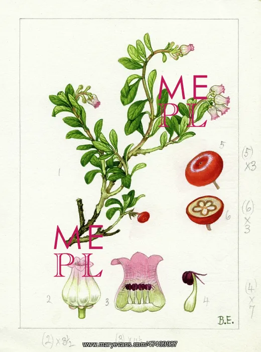 : Arctostaphylos uva-ursi - common bearberry : Arctostaphylos uva-ursi - common bearberry