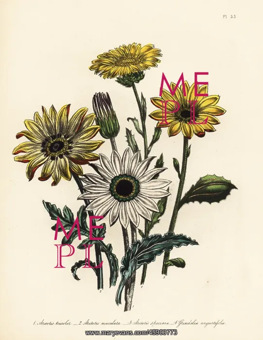 : Arctotis and grindelia species : Arctotis and grindelia species