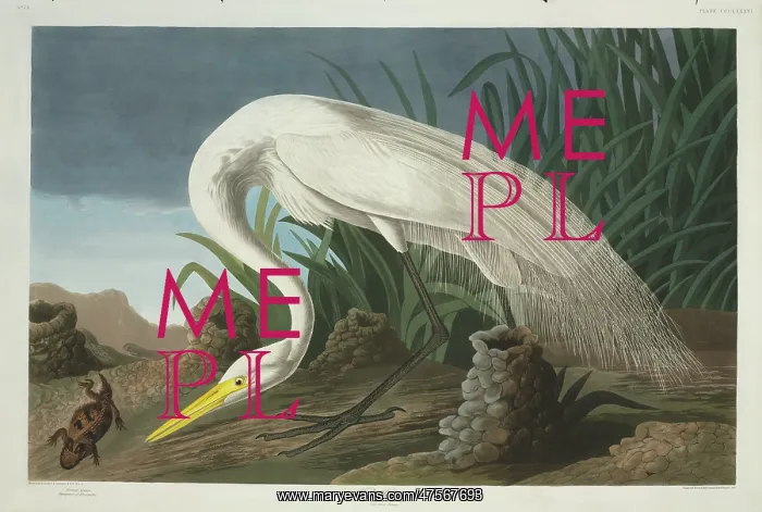 : Ardea alba, great egret : Ardea alba, great egret