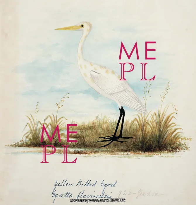 : Ardea alba, great egret : Ardea alba, great egret