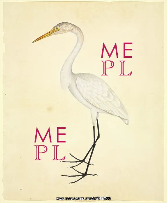: Ardea alba, great egret : Ardea alba, great egret