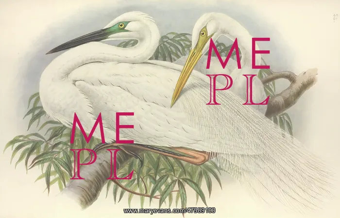 : Ardea alba, great egret : Ardea alba, great egret