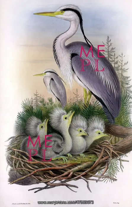: Ardea cinerea, grey heron : Ardea cinerea, grey heron