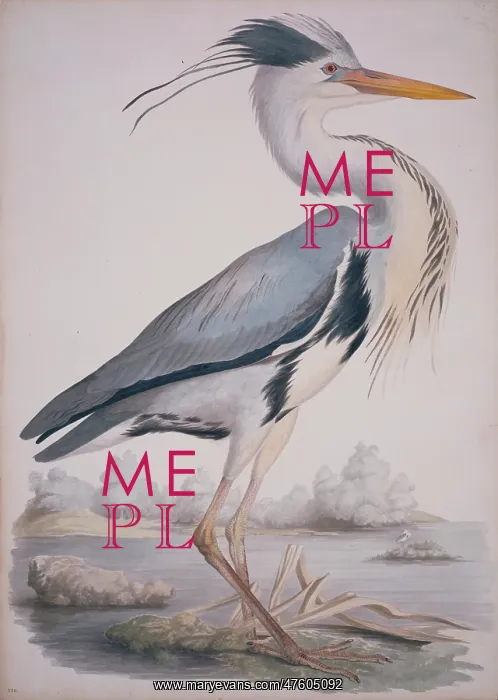 : Ardea cinerea, grey heron : Ardea cinerea, grey heron
