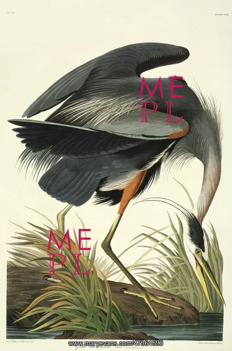 : Ardea herodias, great blue heron : Ardea herodias, great blue heron