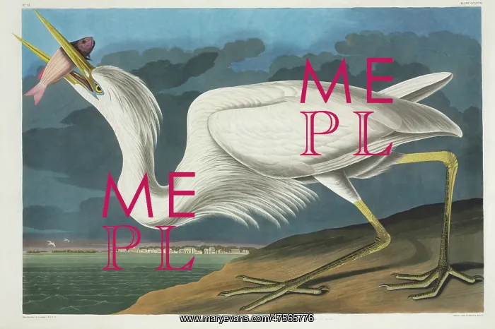 : Ardea herodias, great blue heron : Ardea herodias, great blue heron