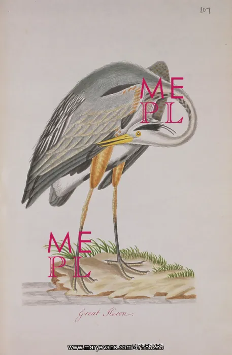  : Ardea herodias, great blue heron