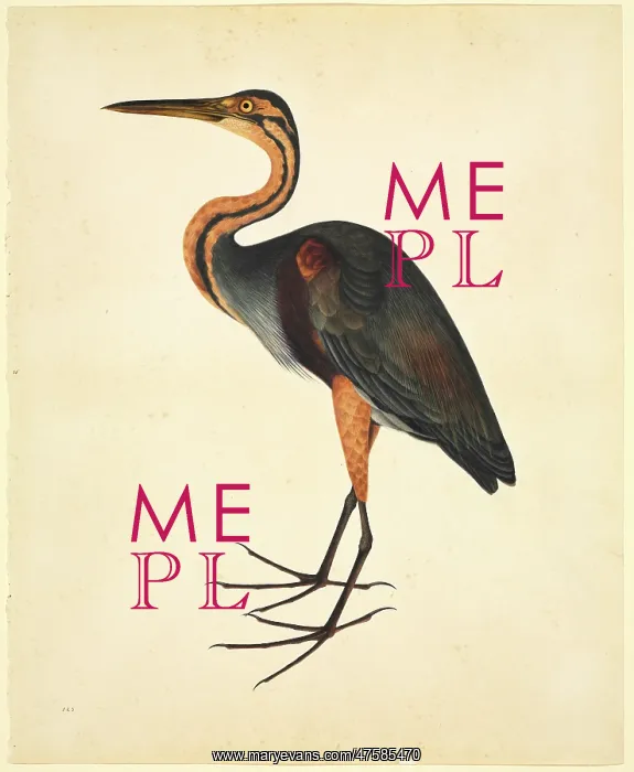 : Ardea purpurea, purple heron : Ardea purpurea, purple heron